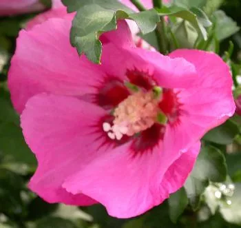 Hibiscus syr. 'Pink Giant'