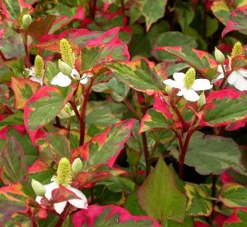 Houttuynia cordata 'Chameleon'