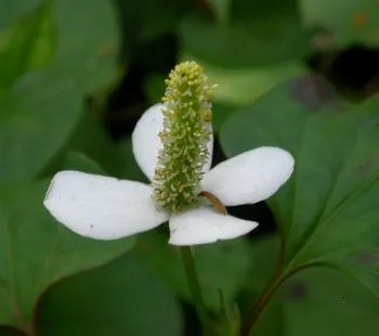 Houttuynia cordata 'Chameleon'