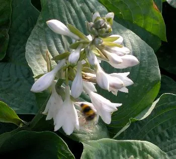 Hosta sieb. 'Elegans'