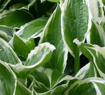 Hosta und. 'Albomarginata'