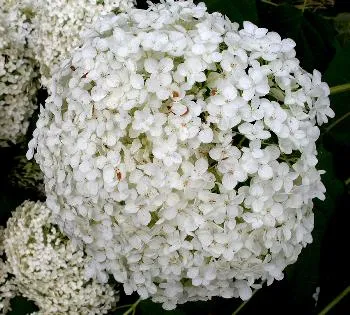 Hydrangea STRONG Annabelle