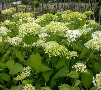 Hydrangea STRONG Annabelle