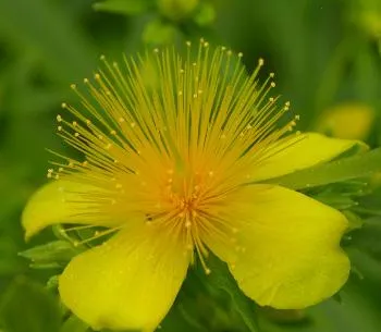 Hypericum 'Buttercup'