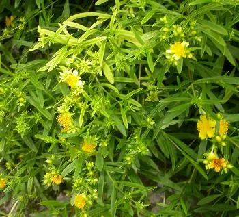 Hypericum 'Buttercup'