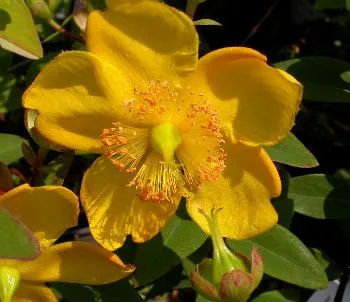 Hypericum 'Hidcote'