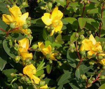 Hypericum 'Hidcote'