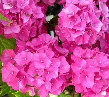 Hydrangea m. 'Alpengluehen'