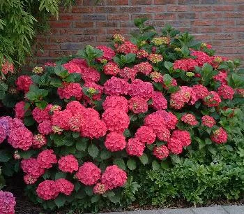 Hydrangea m. 'Alpengluehen'