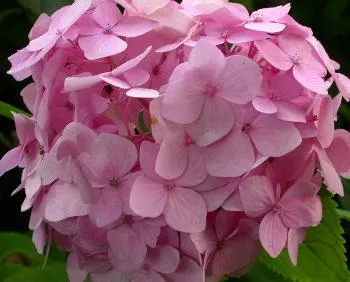 Hydrangea macr. 'Blaumeise'