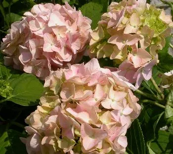 Hydrangea macr. 'Bouquet Rose'