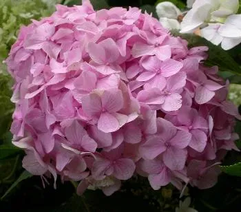 Hydrangea macr. 'Bouquet Rose'