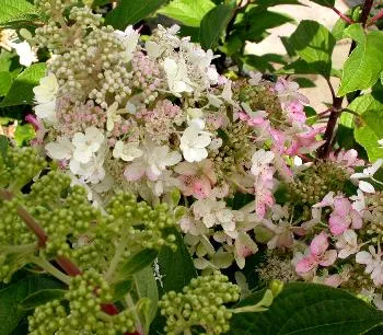 Hydrangea macr. 'Libelle'