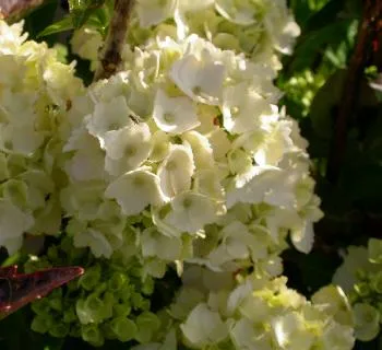 Hydrangea macr. 'Mme E. Mouillere'