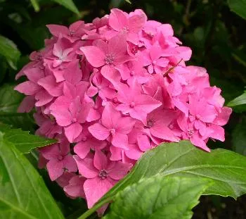 Hydrangea macr. 'Mme E. Mouillere'