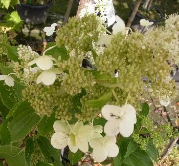 Hydrangea pan. 'early sensation'