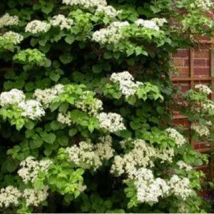 Hydrangea petiolaris (KLIM)