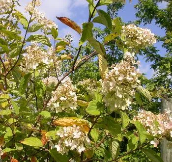 Hydrangea pan. 'Grandiflora'
