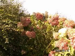Hydrangea pan. 'Phantom'
