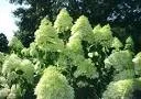 Hydrangea pan. 'Silver Dollar'