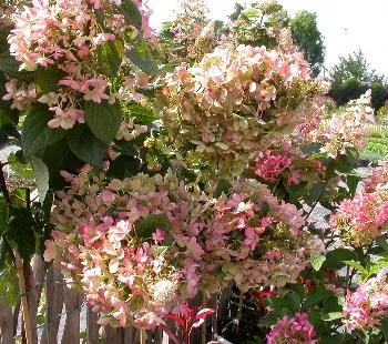 Hydrangea pan. 'Pinky Wincky'