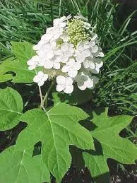 Hydrangea quercifolia 'Alice'