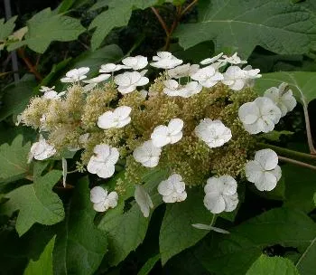 Hydrangea quercifolia