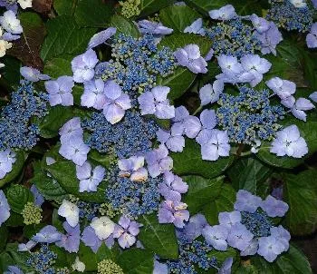 Hydrangea serrata 'Bluebird'
