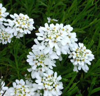 Iberis semp. 'Sneeflocke'