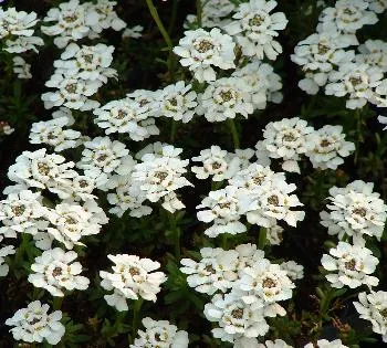 Iberis semp. 'Sneeflocke'