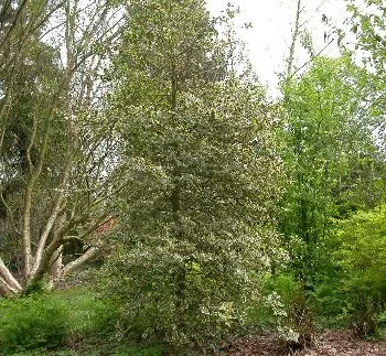 Ilex aquifolium