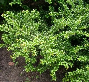 Ilex crenata 'Convexa'