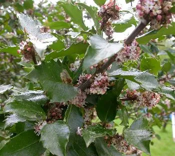 Ilex 'Heckenstar'