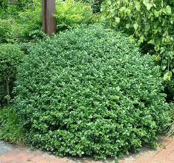 Ilex meserveae 'Blue Prince'