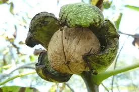 Juglans regia Lange van lot