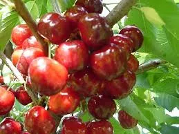 KERS  'Big. Napoleon'