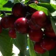 KERS  'schneiders sp?te knorpel'