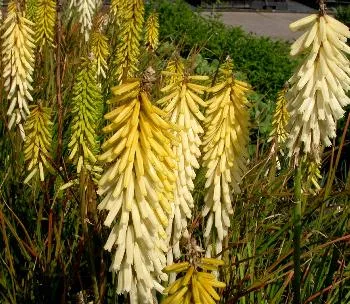 Kniphofia 'BEES LEMON