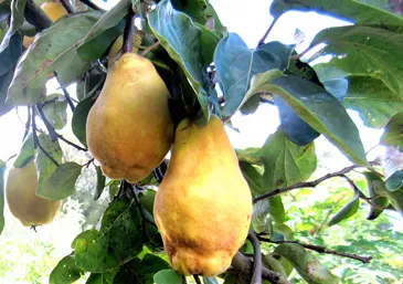 KWEEPEER cydonia halfstam