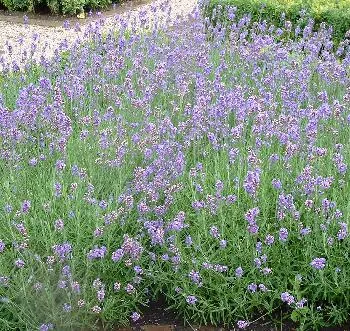 Lavandula ang. 'munstead'