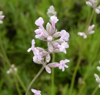 Lavandula ang. 'Rosea'