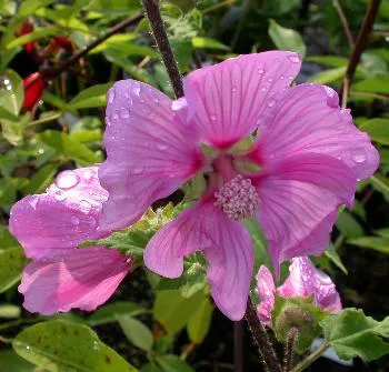 Lavatera olbia 'Rosea'