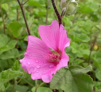 Lavatera olbia 'Rosea'