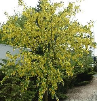 Laburnum wat. 'Vossii'