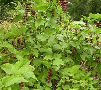 Leycesteria formosa
