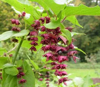 Leycesteria formosa