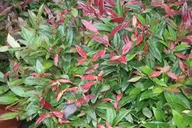 Leucothoe 'Zeblid'