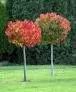 Liquidambar 'Gunnball'