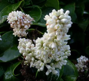 Ligustrum jap. 'Rotundifolium'