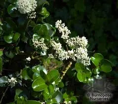 Ligustrum jap. 'Rotundifolium'
